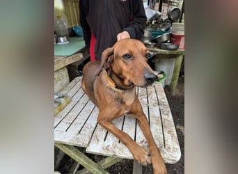 Gavin - Wenn selbst die italienische Polizei eingreift ....