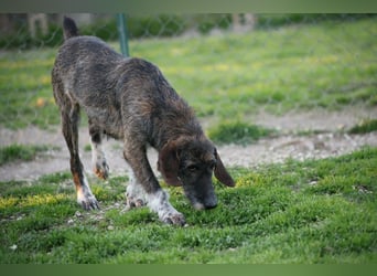 Kira - Ultraliebe Hündin sucht dringend Anschluss