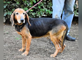 Cimbro - Ab jetzt nur noch Liebe, Goldstaub und Sonnenschein