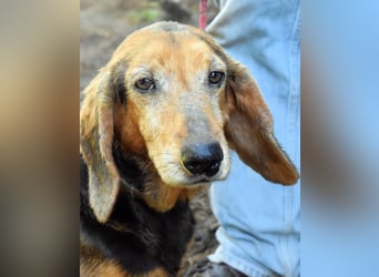 Cimbro - Ab jetzt nur noch Liebe, Goldstaub und Sonnenschein