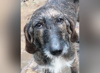 Kira - Ultraliebe Hündin sucht dringend Anschluss