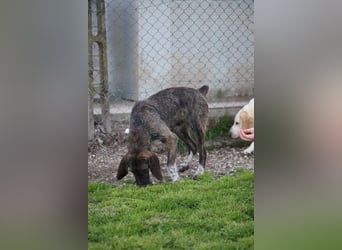 Kira - Ultraliebe Hündin sucht dringend Anschluss