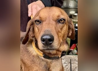 Gavin - Wenn selbst die italienische Polizei eingreift ....