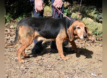 Cimbro - Ab jetzt nur noch Liebe, Goldstaub und Sonnenschein