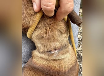 Gavin - Wenn selbst die italienische Polizei eingreift ....