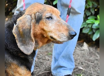Cimbro - Ab jetzt nur noch Liebe, Goldstaub und Sonnenschein