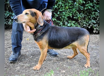 Cimbro - Ab jetzt nur noch Liebe, Goldstaub und Sonnenschein