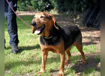 Cimbro - Ab jetzt nur noch Liebe, Goldstaub und Sonnenschein