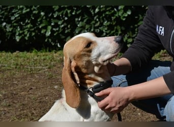 Deva - Die Sache mit dem Regen, der Traufe und einem Leben