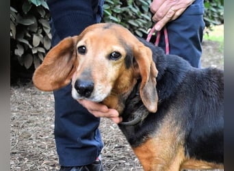 Cimbro - Ab jetzt nur noch Liebe, Goldstaub und Sonnenschein