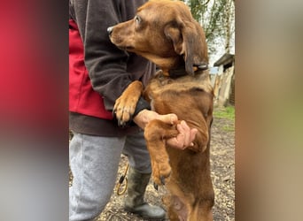 Gavin - Wenn selbst die italienische Polizei eingreift ....
