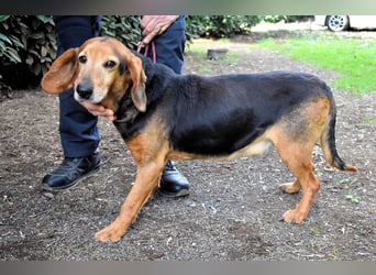 Cimbro - Ab jetzt nur noch Liebe, Goldstaub und Sonnenschein