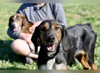 Gio - aussortiert - und immer noch bereit, jemandem ihr Herz zu verschenken