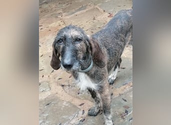 Kira - Ultraliebe Hündin sucht dringend Anschluss