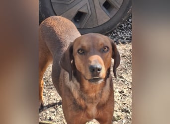 Gavin - Wenn selbst die italienische Polizei  ....