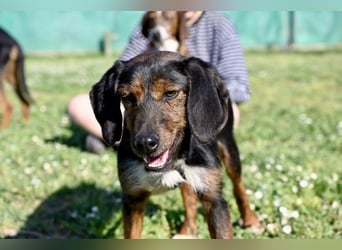 Gio - aussortiert - und immer noch bereit, jemandem ihr Herz zu verschenken