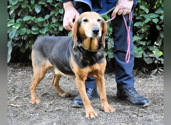Cimbro - Ab jetzt nur noch Liebe, Goldstaub und Sonnenschein