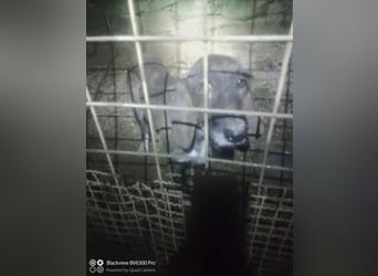 Kira - Ultraliebe Hündin sucht dringend Anschluss