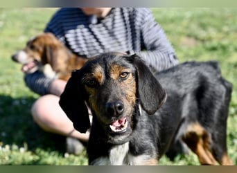 Gio - aussortiert - und immer noch bereit, jemandem ihr Herz zu verschenken