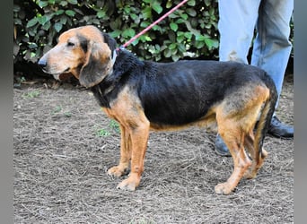 Cimbro - Ab jetzt nur noch Liebe, Goldstaub und Sonnenschein