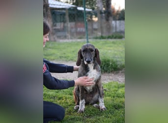 Kira - Ultraliebe Hündin sucht dringend Anschluss