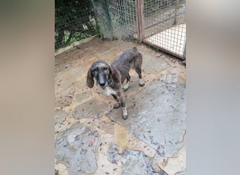 Kira - Ultraliebe Hündin sucht dringend Anschluss