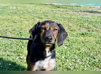 Gio - aussortiert - und immer noch bereit, jemandem ihr Herz zu verschenken