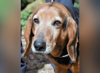 Cimbro - Ab jetzt nur noch Liebe, Goldstaub und Sonnenschein
