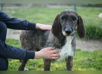 Kira - Ultraliebe Hündin sucht dringend Anschluss