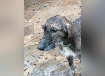 Kira - Ultraliebe Hündin sucht dringend Anschluss