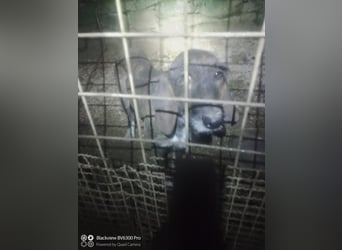 Kira - (Dringend Zuhause oder Pflegestelle gesucht) Ultraliebe Hündin sucht dringend Anschluss