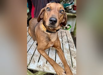 Gavin - Wenn selbst die italienische Polizei eingreift ....