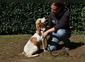 Deva - Die Sache mit dem Regen, der Traufe und einem Leben