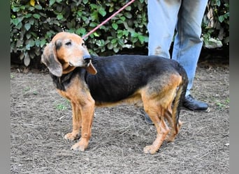 Cimbro - Ab jetzt nur noch Liebe, Goldstaub und Sonnenschein