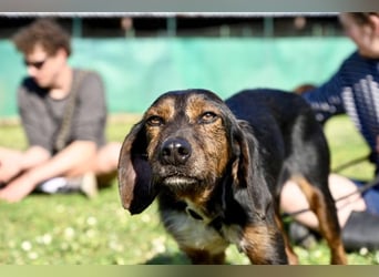 Gio - aussortiert - und immer noch bereit, jemandem ihr Herz zu verschenken
