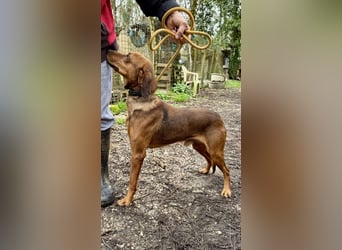 Gavin - Wenn selbst die italienische Polizei eingreift ....