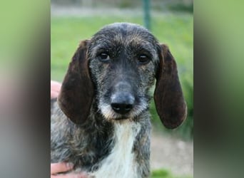 Kira - Ultraliebe Hündin sucht dringend Anschluss