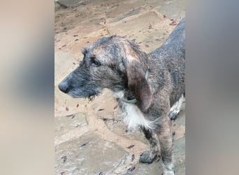 Kira - (Dringend Zuhause oder Pflegestelle gesucht) Ultraliebe Hündin sucht dringend Anschluss