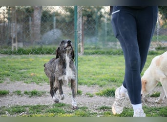 Kira - Ultraliebe Hündin sucht dringend Anschluss