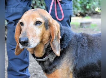 Cimbro - Ab jetzt nur noch Liebe, Goldstaub und Sonnenschein