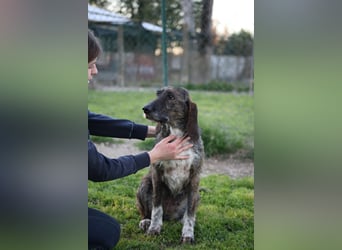 Kira - Ultraliebe Hündin sucht dringend Anschluss