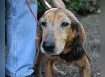 Cimbro - Ab jetzt nur noch Liebe, Goldstaub und Sonnenschein