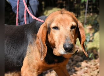 Cimbro - Ab jetzt nur noch Liebe, Goldstaub und Sonnenschein