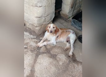 Pluto - Berufswunsch: Glückspilz