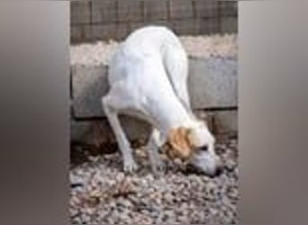 Swarovski- Wenn man kein Vertrauen hat