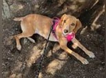 Dabby – eine kleine Kämpferin mit großem Herzen - reserviert