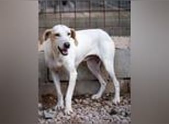 Swarovski- Wenn man kein Vertrauen hat