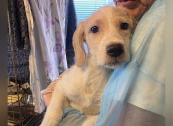 Filippino - ein kleiner Kämpfer sucht mutigen Begleiter