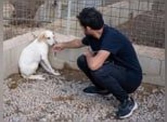 Swarovski- Wenn man kein Vertrauen hat