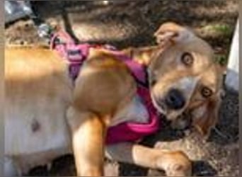 Dabby – eine kleine Kämpferin mit großem Herzen - reserviert